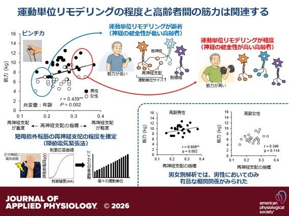 加齢に伴う「運動神経の変性」の程度が、高齢者の筋力の個人差を説明することを解明